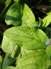 Pentaglottis sempervirens