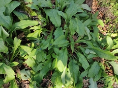 Pentaglottis sempervirens