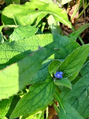 Pentaglottis sempervirens