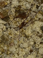 Pachyrhamma acanthocerum