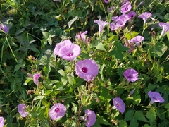 Ipomoea cordatotriloba