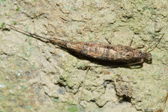 Nesomachilis