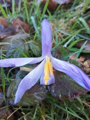 Crocus