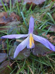 Crocus