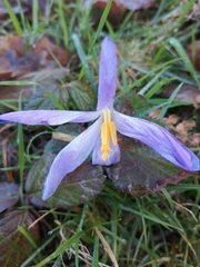 Crocus