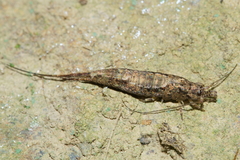 Nesomachilis