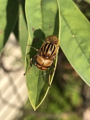 Eristalinus