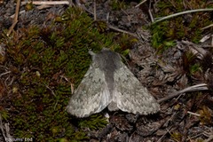 Ichneutica cana