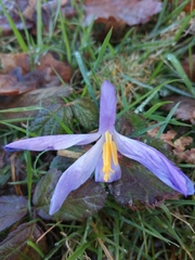 Crocus