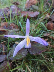 Crocus