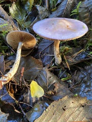 Cortinarius salor