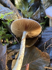 Cortinarius salor
