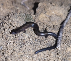 Linnaeus' Writhing Skink photo 4
