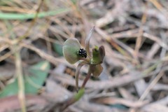 Chiloglottis trapeziformis