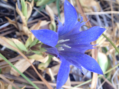 Gentiana newberryi