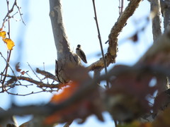 Calypte anna