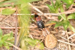 Prostemma sanguineum