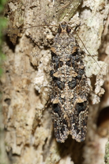Lysiphragma epixyla