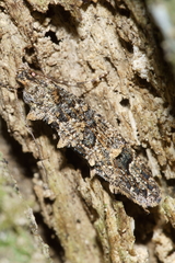 Lysiphragma epixyla