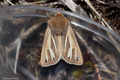 Ichneutica ceraunias