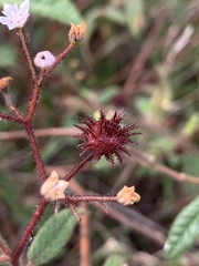Commersonia dasyphylla