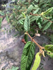 Commersonia dasyphylla