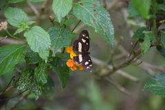 Castilia