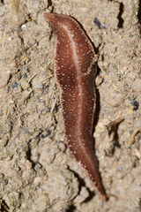 Australopacifica spectabilis