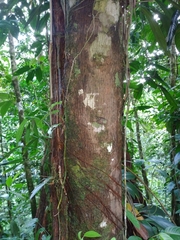 Caryodaphnopsis burgeri