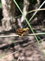 Ocybadistes knightorum