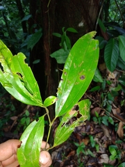 Caryodaphnopsis burgeri