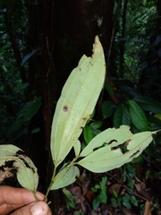 Caryodaphnopsis burgeri