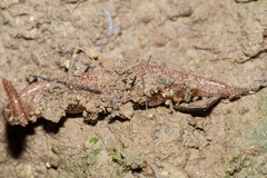 Australopacifica spectabilis