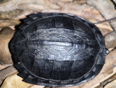 Black Marsh Turtle photo 3