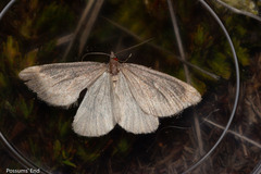 Xanthorhoe occulta
