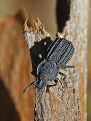 Nyctoporis carinata