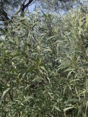 Acacia binervia