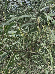 Acacia binervia