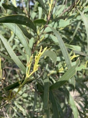 Acacia binervia