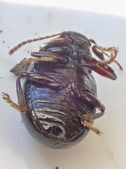 Amphicyrta
