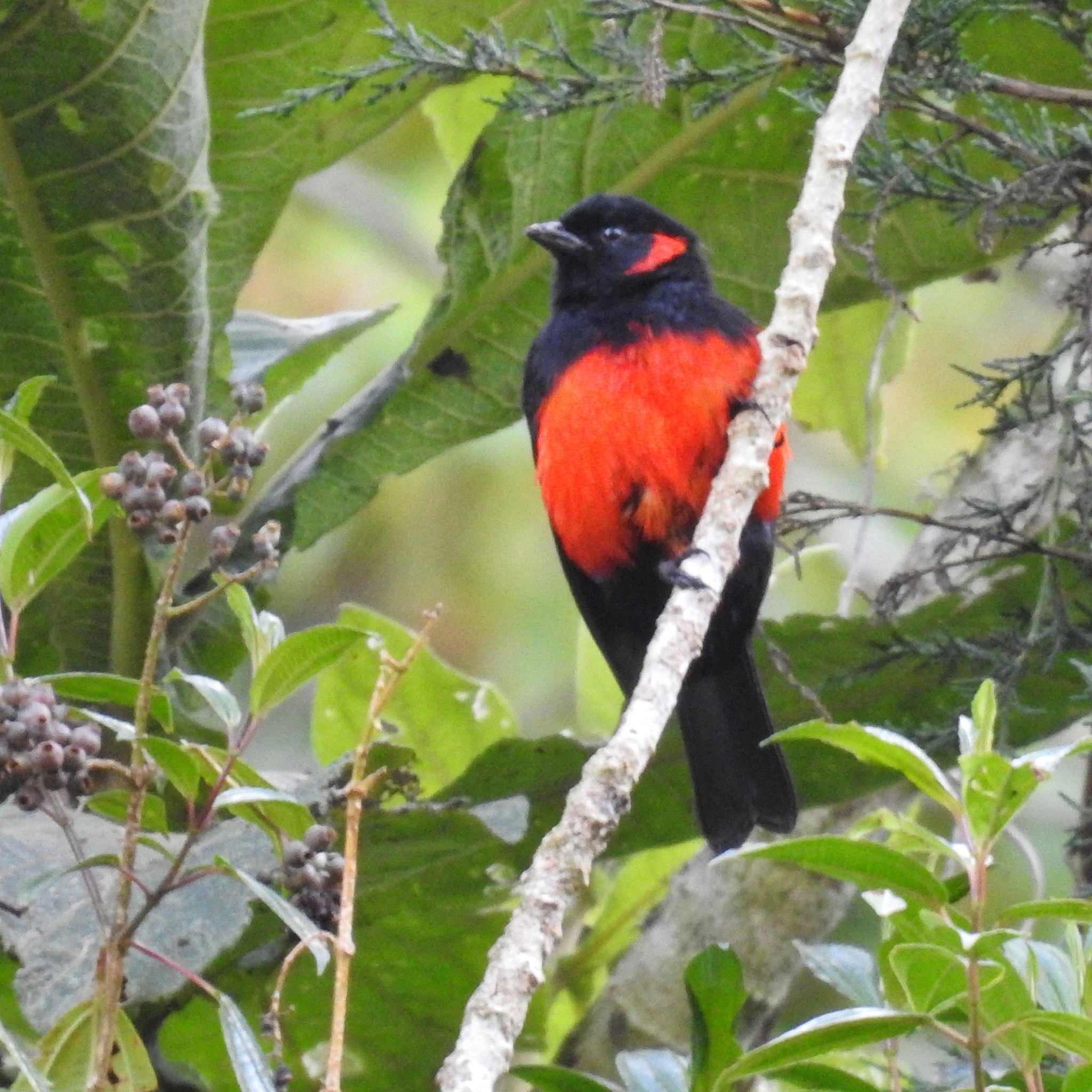 Scarlet-bellied Mountain Tanager illustration