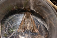 Ichneutica paracausta
