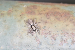 Menemerus taeniatus