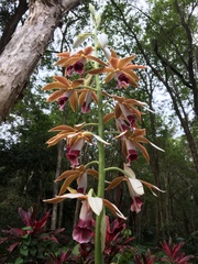 Phaius australis