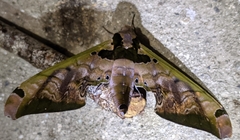 Adhemarius sexoculata