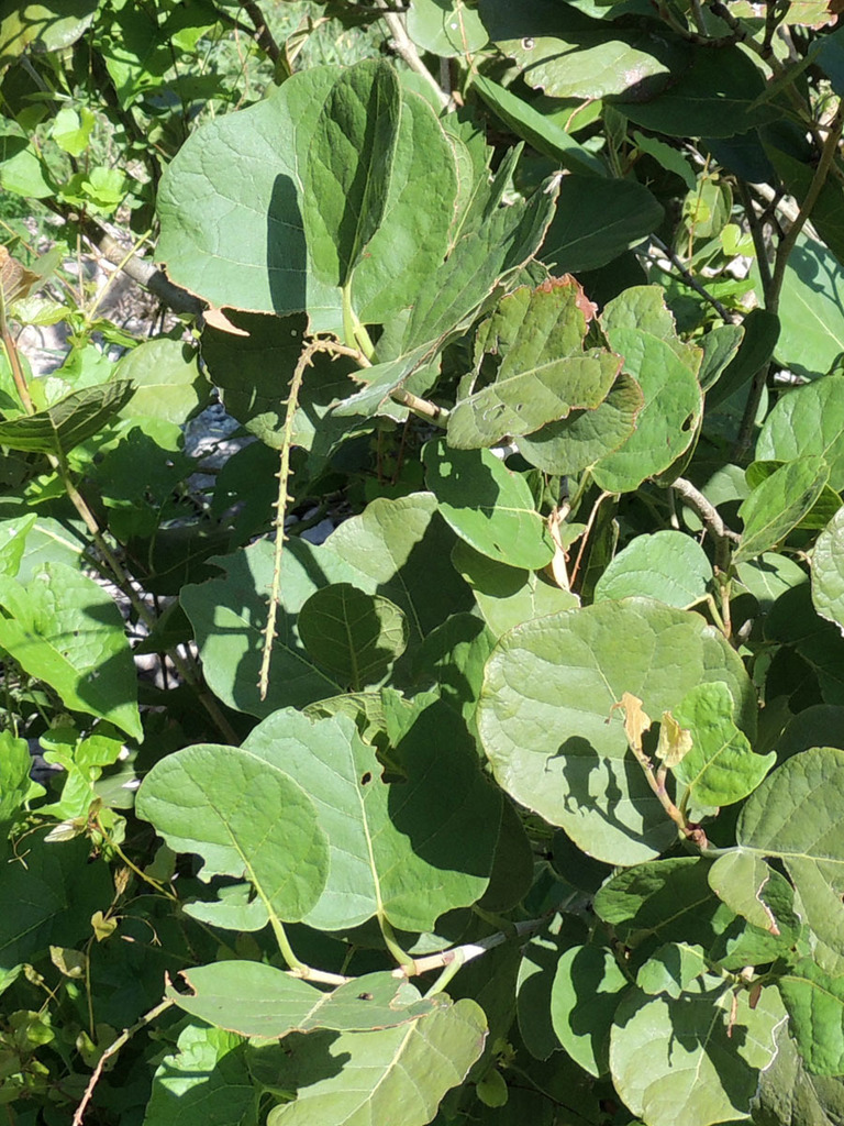 Coccoloba goldmanii