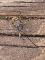 Curculio proboscideus