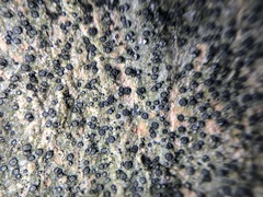 Cresponea chloroconia