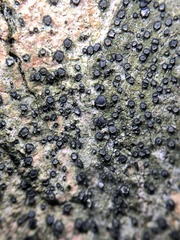 Cresponea chloroconia