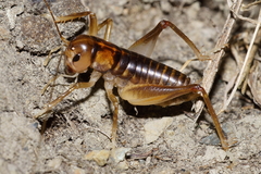 Hemiandrus pallitarsis